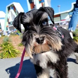 Hailey - Miniature Schnauzer