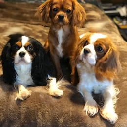 Cavalier King Charles Spaniel Puppies from Jina Ezell