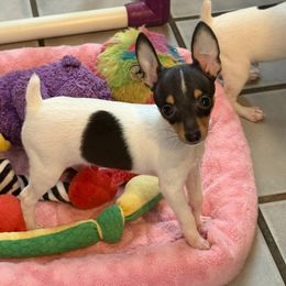 Toy Fox Terrier Puppies from Ultra Quest Show Dogs
