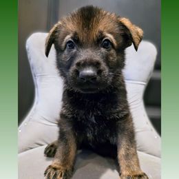 Green - Sable male German Shepherd puppy in Maricopa, Arizona from Royalty German Shepherds
