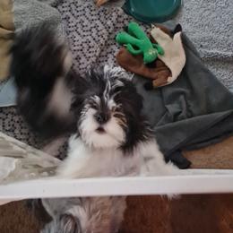 Boy 1----Toto - Black and white male Shih Tzu puppy in Bethlehem, Pennsylvania from Cinnamon's Shih Tzus