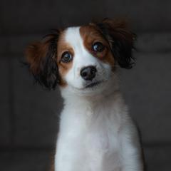 Nederlandse Kooikerhondje Puppies from Driftless Kooikerhondjes
