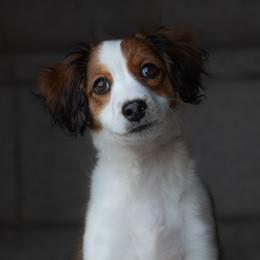 Nederlandse Kooikerhondje Puppies from Driftless Kooikerhondjes