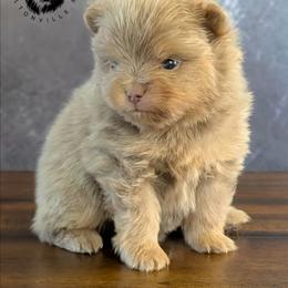 Biscotti - Lavender male Pomeranian puppy in Fultonville, New York from Sandy Aussies & Pomeranians