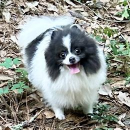 BELLA - Pomeranian