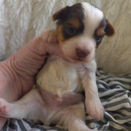 Green collar - Parti male Yorkshire Terrier puppy in Mcconnellsburg, Pennsylvania from Buffy's Little Blessings