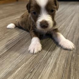 Girl 1 - Brown merle female Aussiedoodle puppy in Hillsboro, Illinois from Perfect Paws Puppies