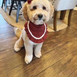 Wizzy - Goldendoodle