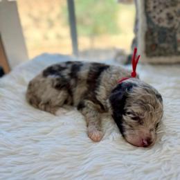 Mr.Tumnus - White and red merle male Bordoodle puppy in Valley Center, California from Circle R Valley Bordoodls