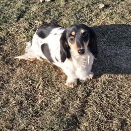 Sadie - Dachshund