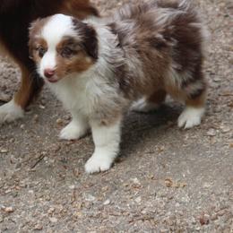 Tiger - Red merle female Miniature American Shepherd puppy in Garysburg, North Carolina from Schaefer's Miniature American Shepherds