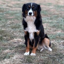 Nadia - Australian Shepherd