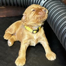 "One week old Rubble" Australian Labradoodle Puppies from Blue Line Doodles of Arizona