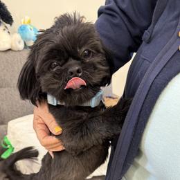 Hansel - Black male Shih Tzu puppy in Marshfield, Missouri from Hillside Loop Kennel LLC