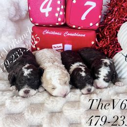 Bernedoodle puppies from V6 Ranch Dogs