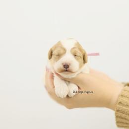 Laura (Pink Collar Girl) - Blenheim female Cavapoo puppy in Republic, Missouri from Red Skye Puppies