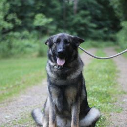 Vahari - German Shepherd