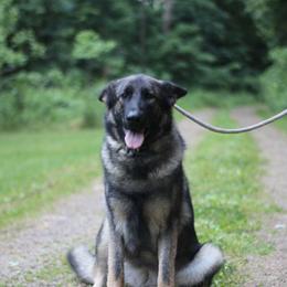 Vahari - German Shepherd