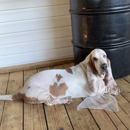 Whiskey - Basset Hound