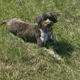 Bella - Portuguese Water Dog