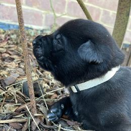 Boy 4 - Gold brindle Dutch Shepherd puppy in Duffield, Virginia from Sage Mountain Farm and Kennels