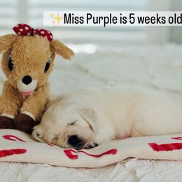 Miss Purple - Light golden female Golden Retriever puppy in Pocatello, Idaho from Dusk View Golden Retrievers