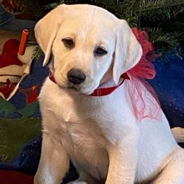Girl 1 - Yellow Labrador Retriever puppy in Taylor, Texas from Faithful Labs
