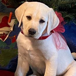 Girl 1 - Yellow Labrador Retriever puppy in Taylor, Texas from Faithful Labs