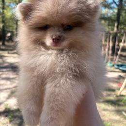 Gizmo - Chocolate merle male Pomeranian puppy in Texas from Tiny Tornado Poms