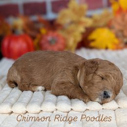 Tan Girl - Red  female Poodle puppy in St George, Utah from Crimson Ridge Poodles