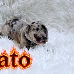 Cato - Merle male Great Dane puppy in Montgomery, Texas from KD Sweet Southern Danes