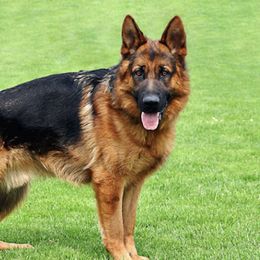 German Shepherds from Stauffemberg Kennels