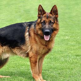 German Shepherds from Stauffemberg Kennels