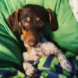 Dachshund Puppies from Sleeping Giant Miniature Dachshunds