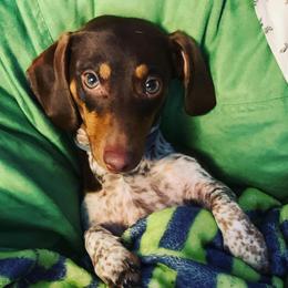 Dachshund Puppies from Sleeping Giant Miniature Dachshunds