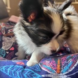 Papillon Puppies from A Circle Of Love Papillons