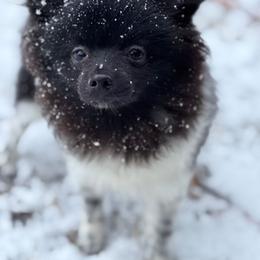 Hunnibunnies sonic xmas sale - Black parti male Pomeranian puppy in Cleveland, Ohio from Hunnibunnies