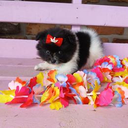 Mulan - Black parti female Pomeranian puppy in Ada, Oklahoma from Once Upon A Fluff