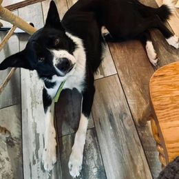Jet - Border Collie