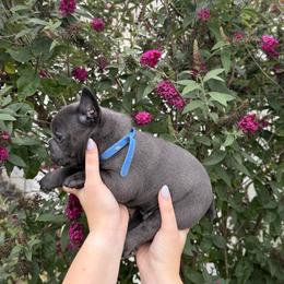 French Bulldog Puppies from Lewert’s puppies