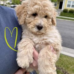 Bernedoodle, Cavalier King Charles Spaniel, and Poodle Puppies from Ellas.Pups (Bernedoodles & Cavapoos)