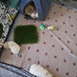 White tail - White female Maltese puppy in Albuquerque, New Mexico from SugarBellsMaltese