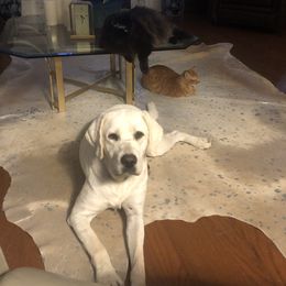 Labrador Retriever All Grown Up from Karen Powell