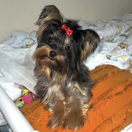 Barbie - Yorkshire Terrier