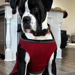 Zoey - Boxer