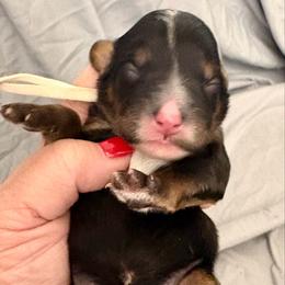 White collar girl - Tri-color female Bernedoodle puppy in Lake, Michigan from 3 King Doodles & Poodles