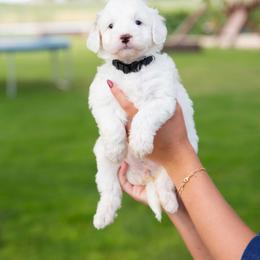 Sundae - Parti female Goldendoodle puppy in Meridian, Idaho from Country Club Doodles
