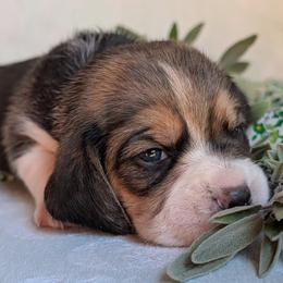 Daffodil - Black tan and white female Beagle puppy in Colville, Washington from Rosehaven Homestead