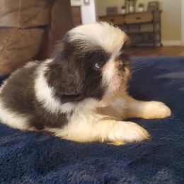Blueberry - Black male Pekingese puppy in Kingman, Arizona from Faithful companions