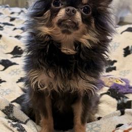 Chihuahua puppies from Exotic City Pomeranians and chihuahuas